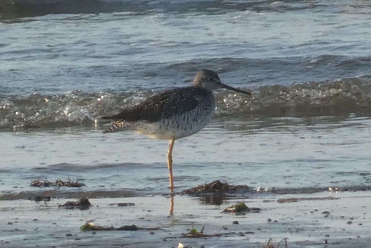 Greater Yellowlegs - ML619820244