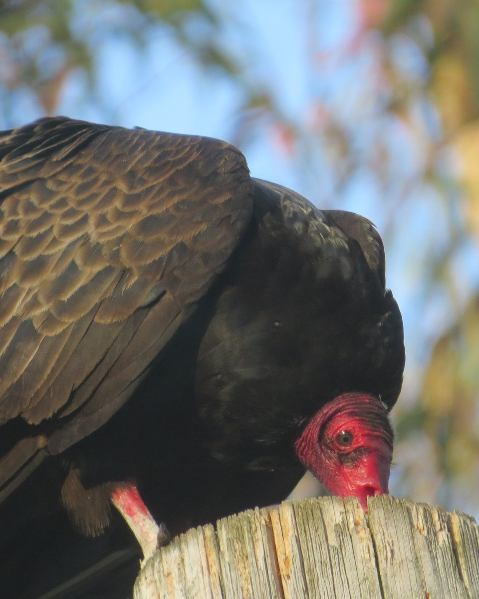 Turkey Vulture - ML619820246