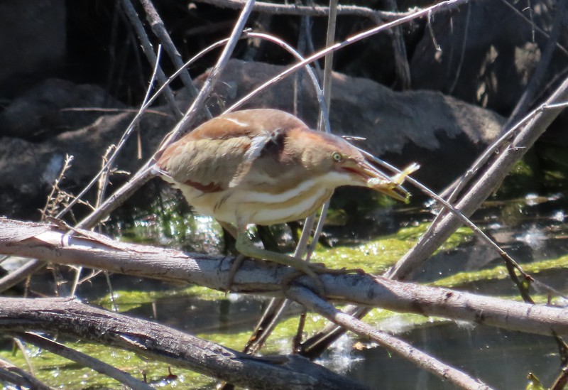 Least Bittern - ML619820249