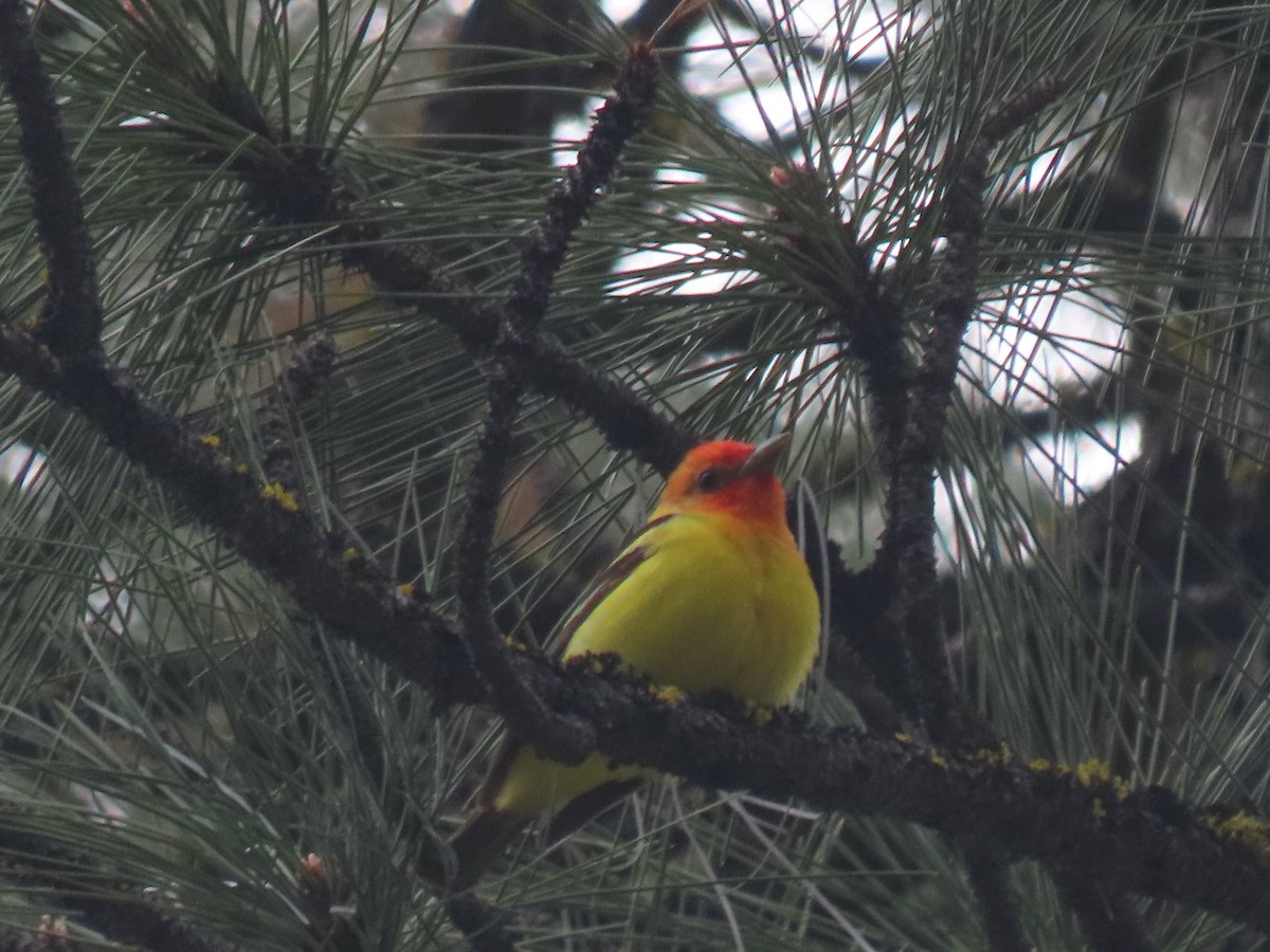 Western Tanager - ML619820256