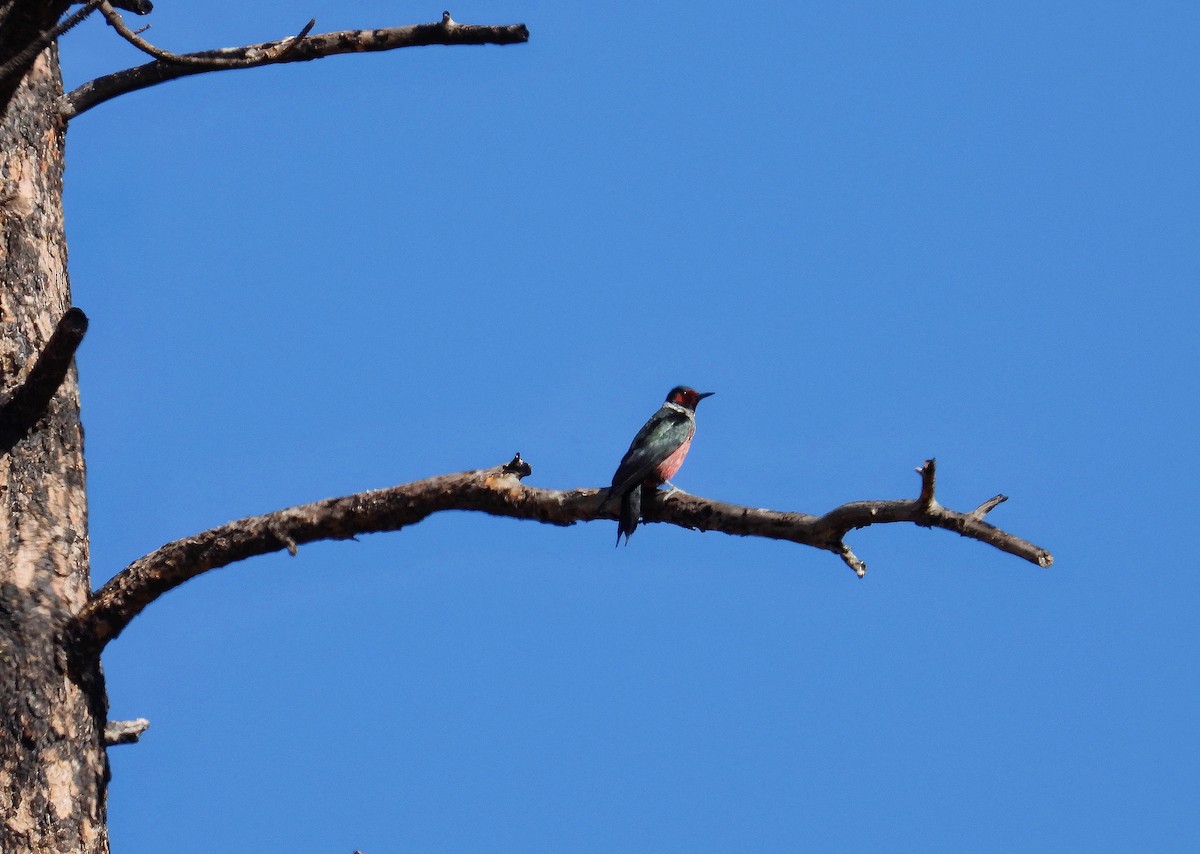 Lewis's Woodpecker - ML619820259