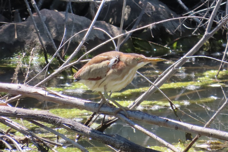 Least Bittern - ML619820262