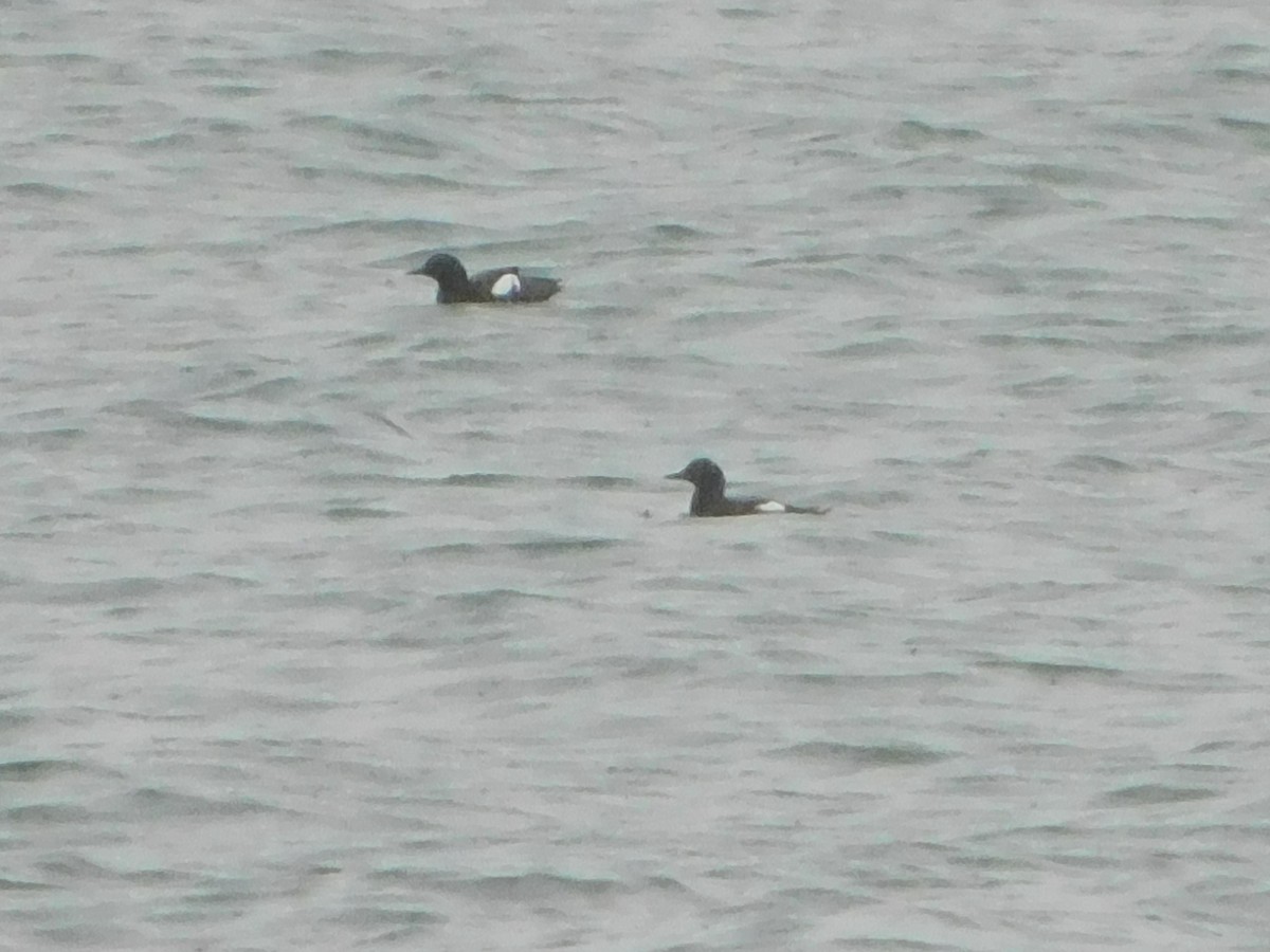 Pigeon Guillemot - ML619820267