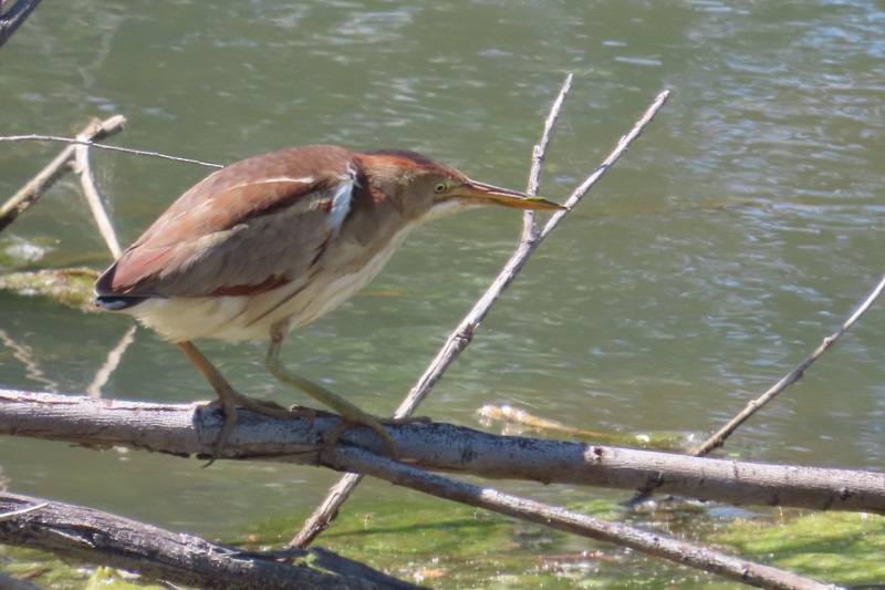 Least Bittern - ML619820272