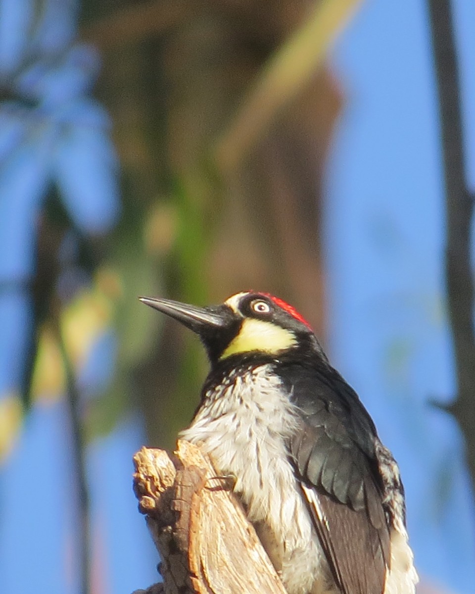 Acorn Woodpecker - ML619820275