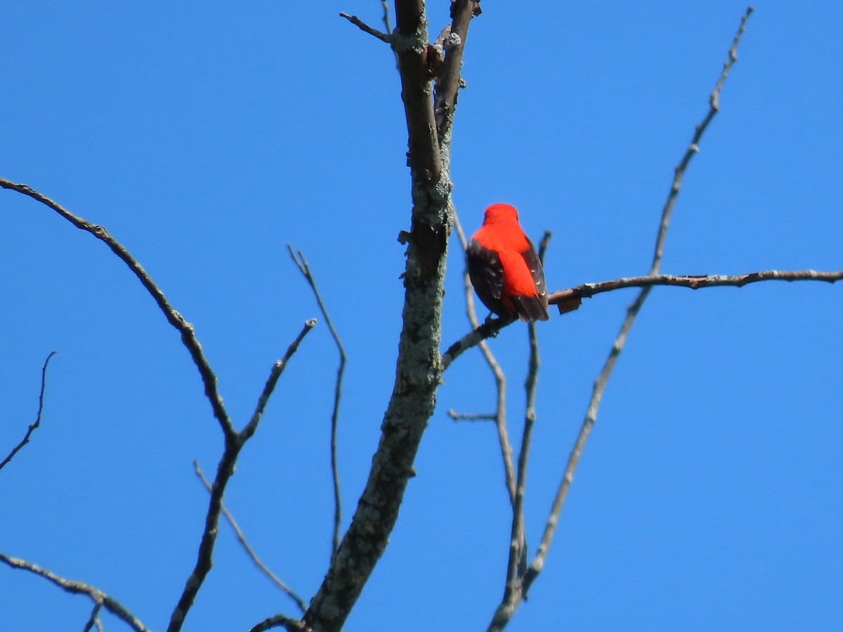 Scarlet Tanager - ML619820277