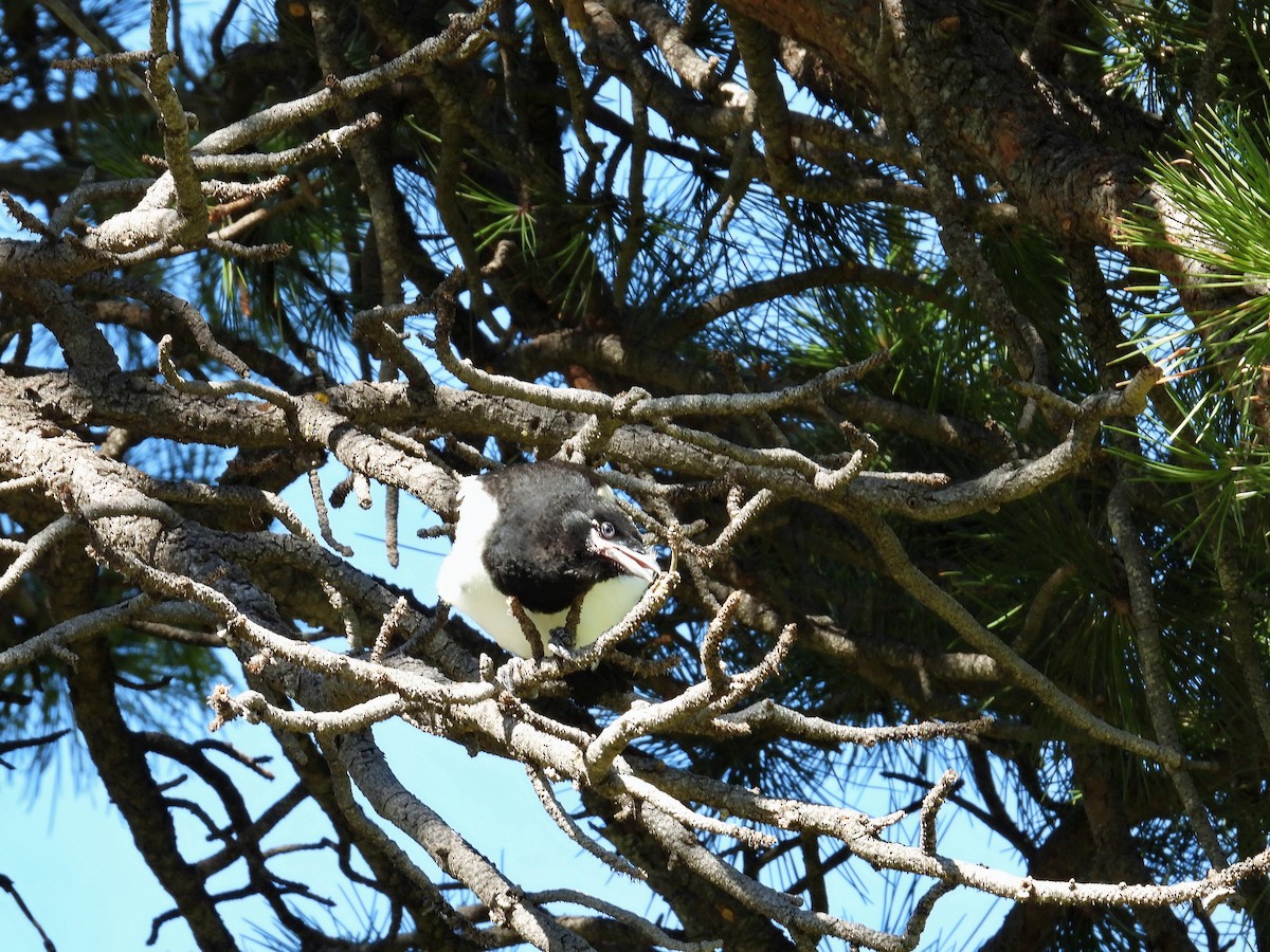 Black-billed Magpie - ML619820280