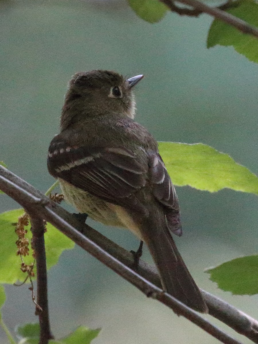 Western Flycatcher (Pacific-slope) - ML619820283