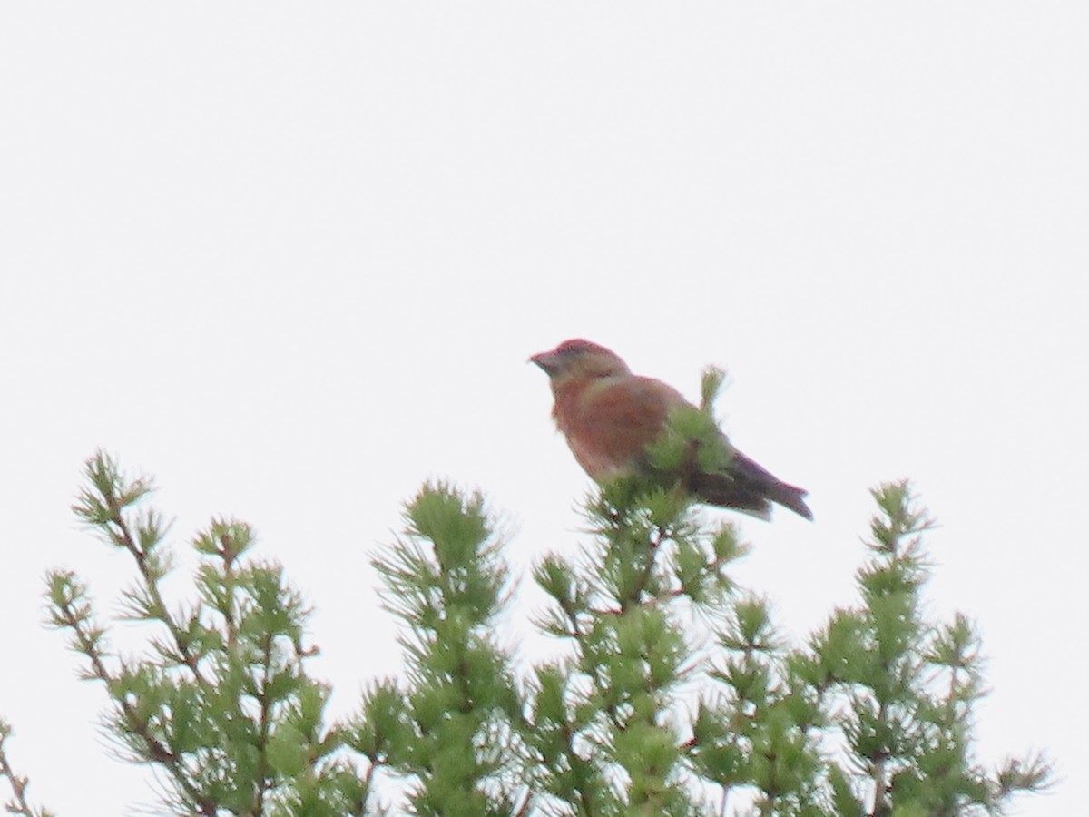 Red Crossbill - ML619820284