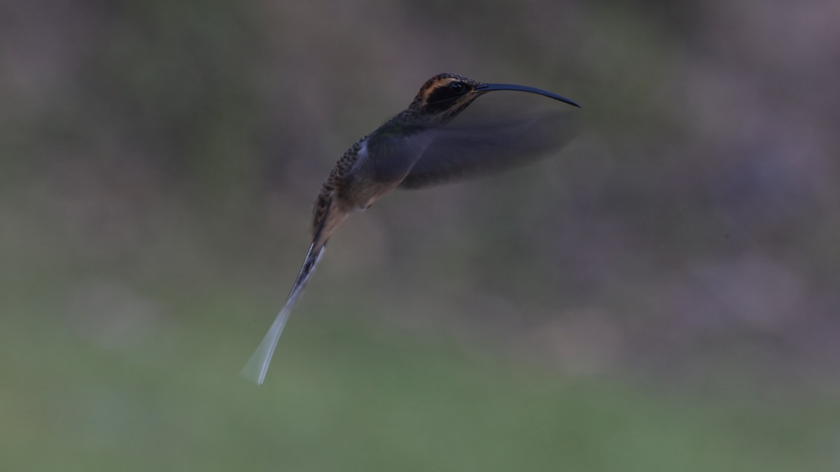 Scale-throated Hermit - ML619820289