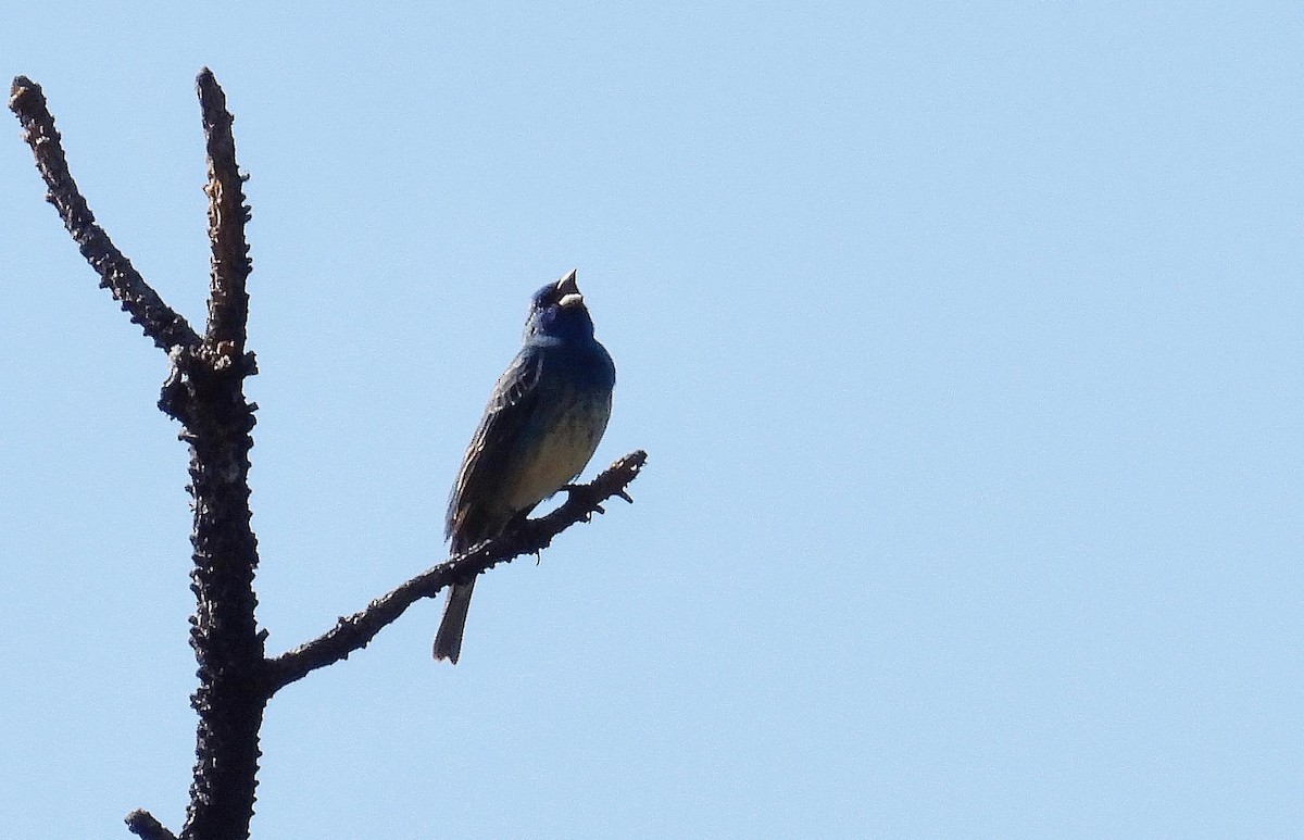 Hybride Passerin azuré x P. indigo - ML619820295