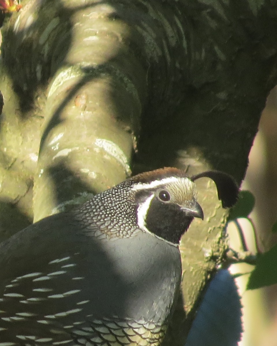 California Quail - ML619820322