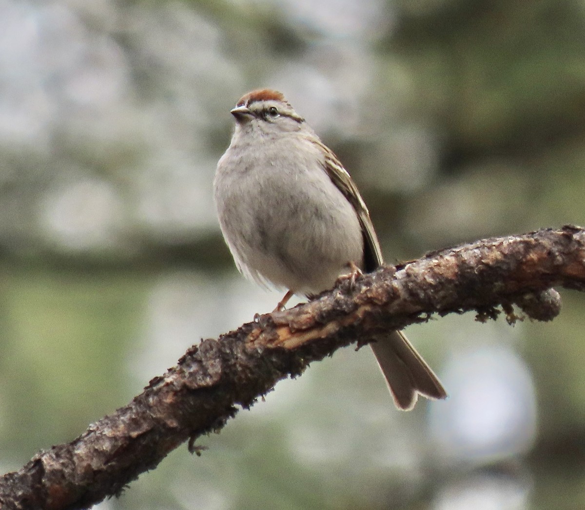 Chipping Sparrow - ML619820326