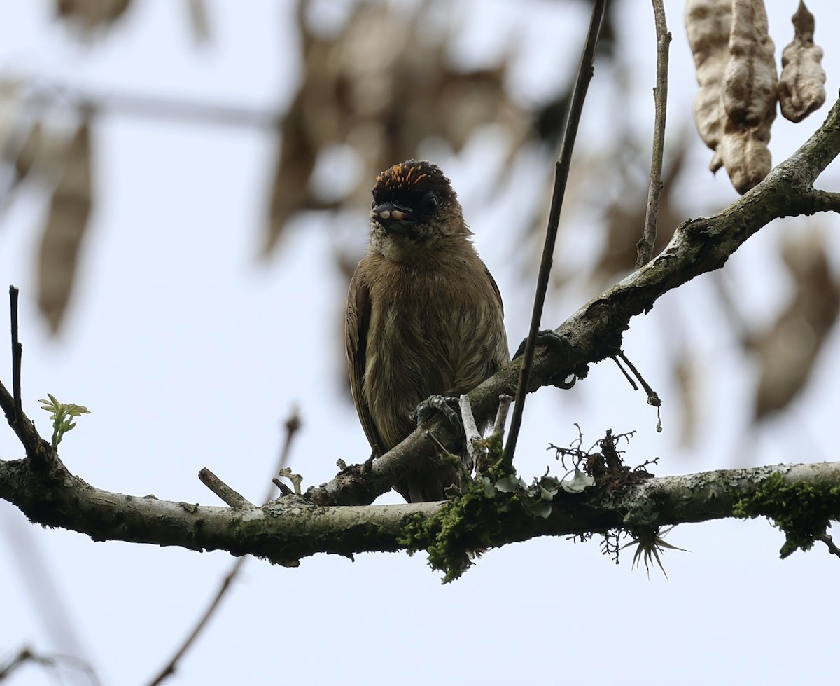 Olivaceous Piculet - ML619820348