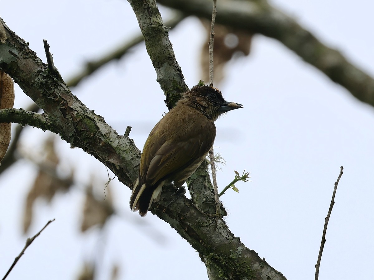 Olivaceous Piculet - ML619820351