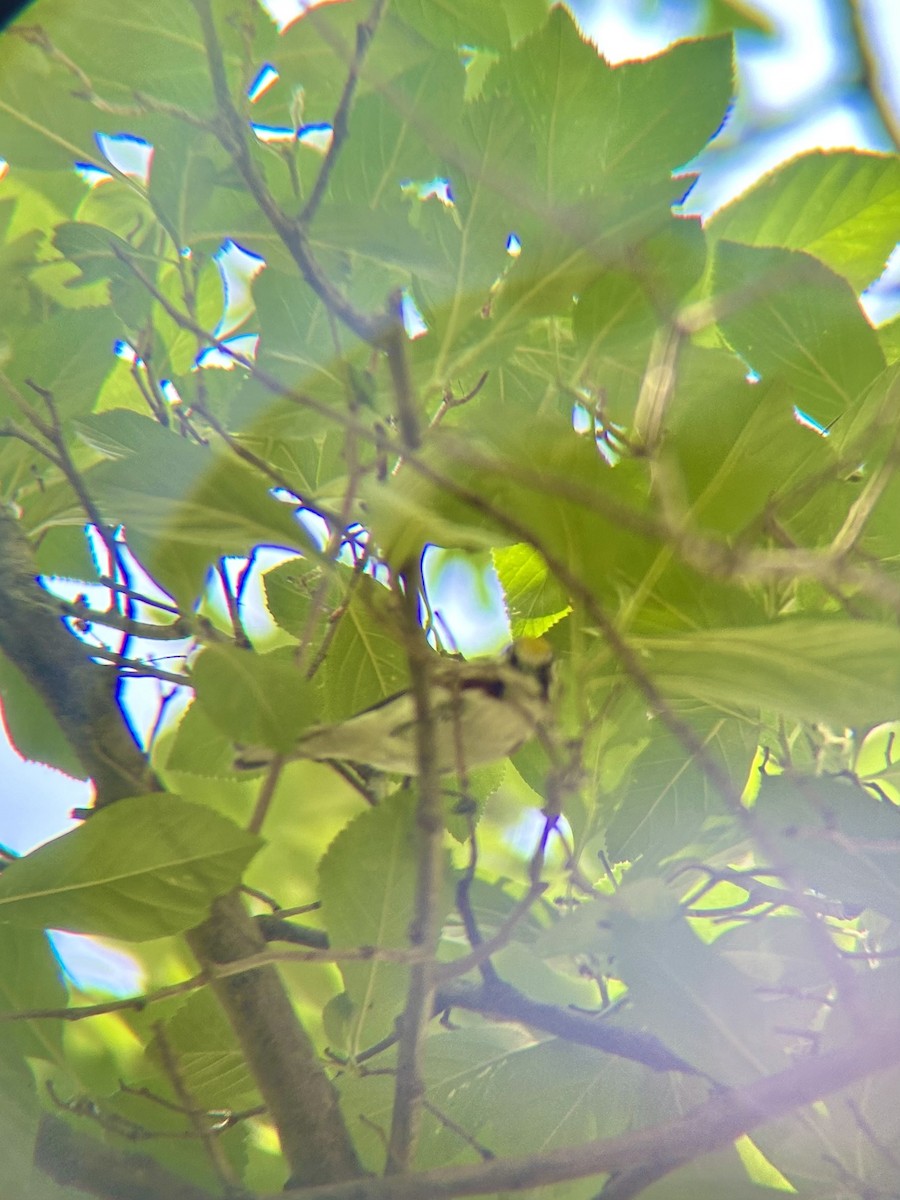 Chestnut-sided Warbler - ML619820368