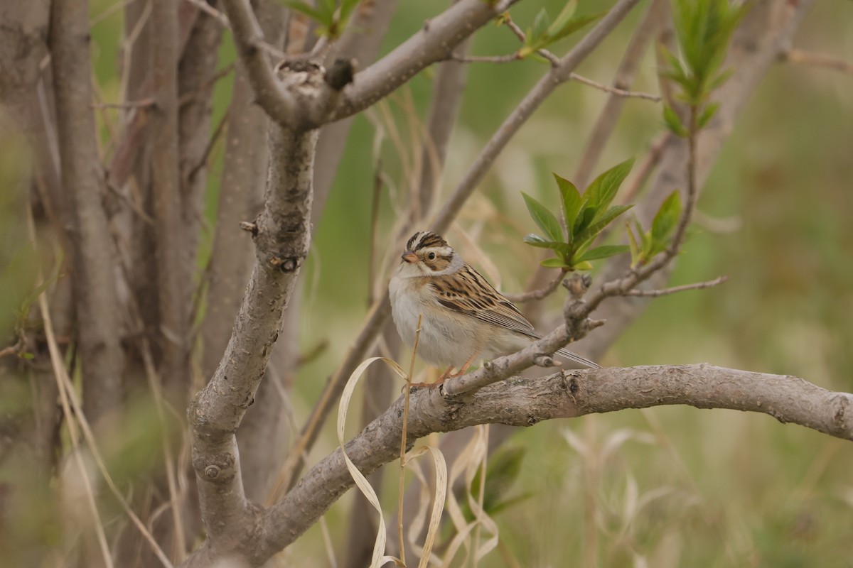 Clay-colored Sparrow - ML619820407