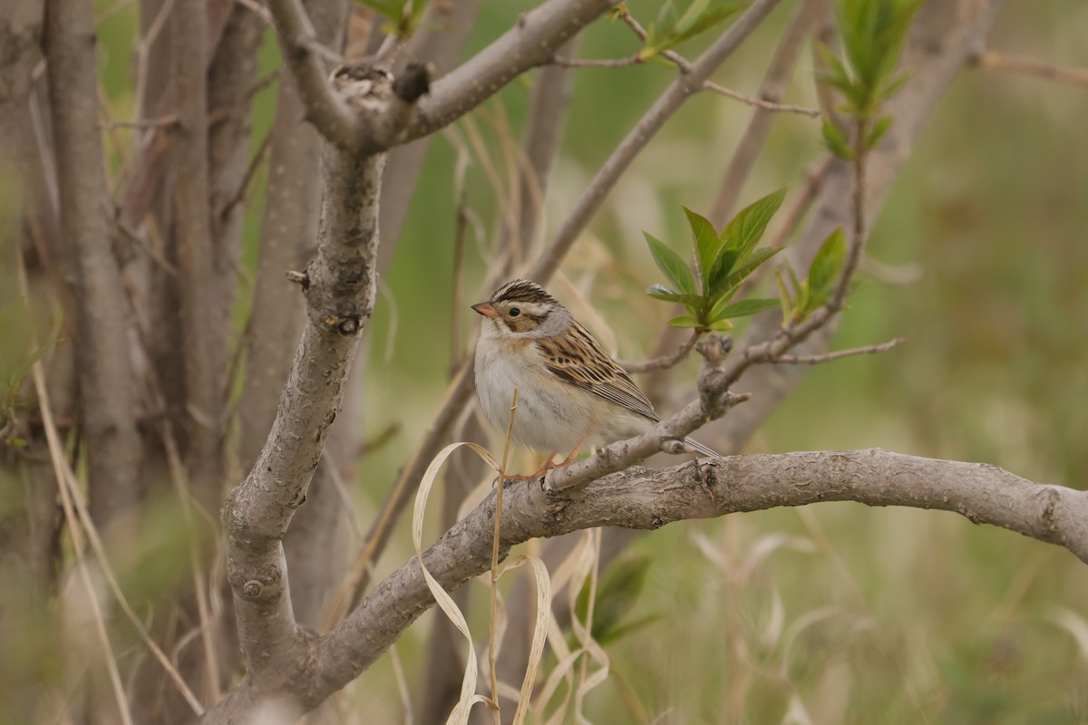 Clay-colored Sparrow - ML619820411
