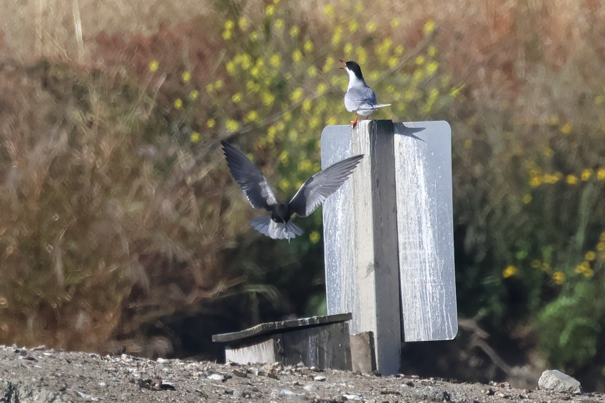 Black Tern - ML619820421