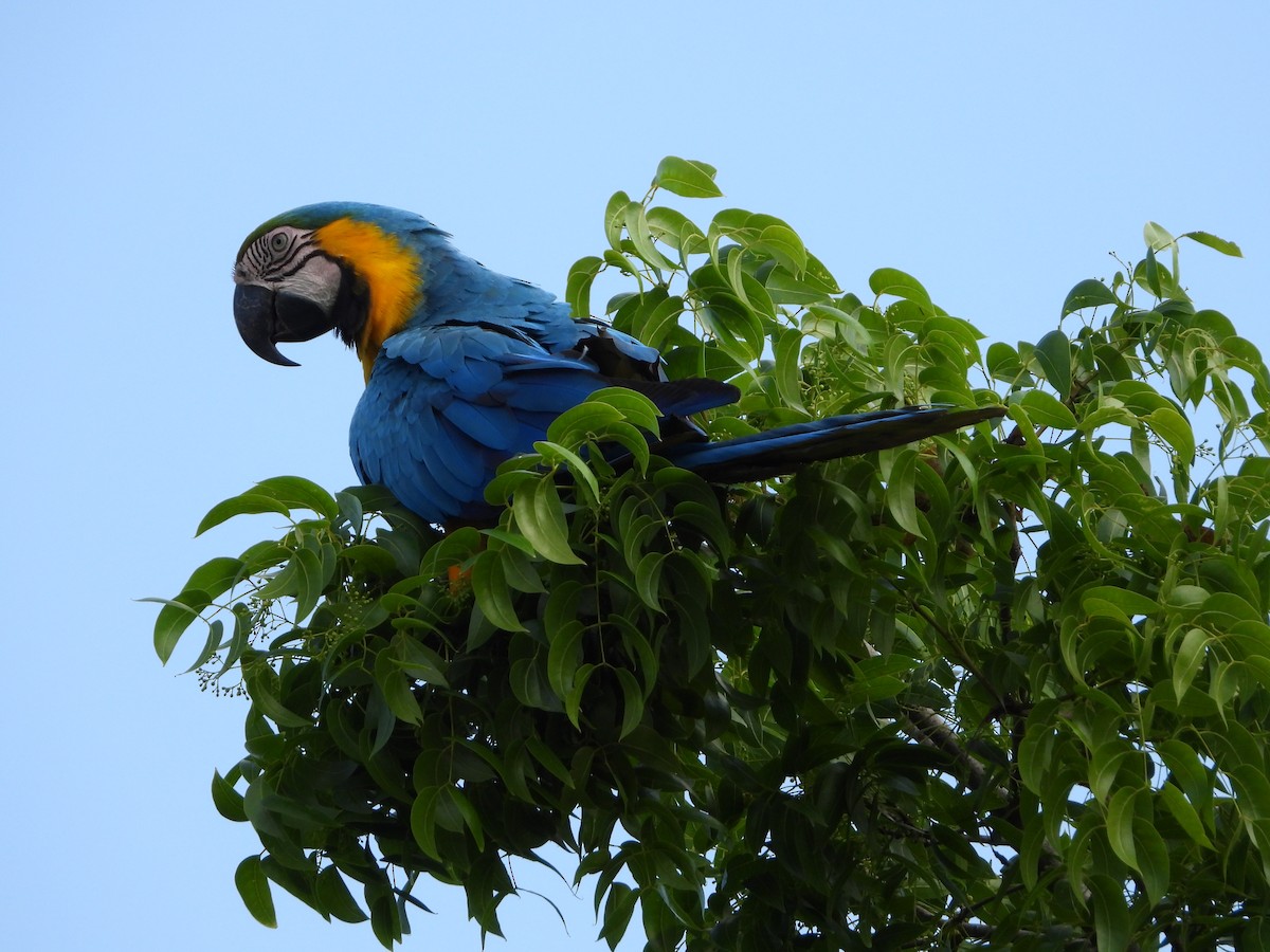 Blue-and-yellow Macaw - ML619820422