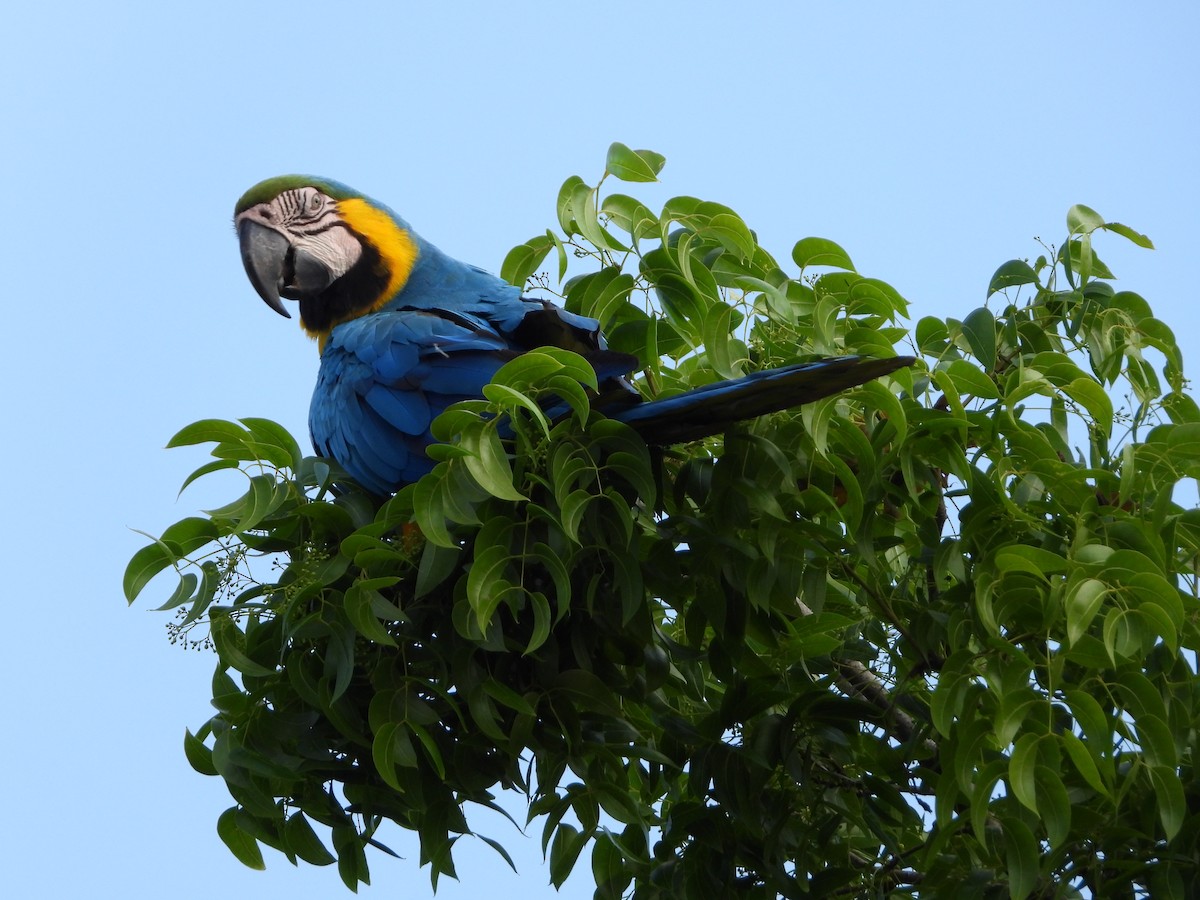 Blue-and-yellow Macaw - ML619820423
