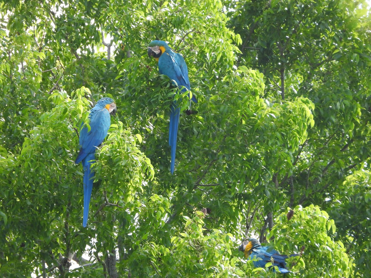 Blue-and-yellow Macaw - ML619820424