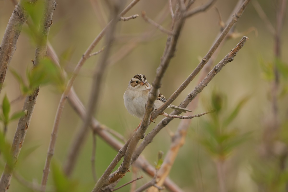 Clay-colored Sparrow - ML619820425