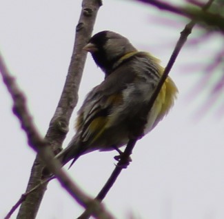 Lawrence's Goldfinch - ML619820427