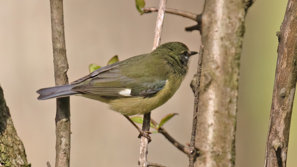 Blaurücken-Waldsänger - ML619820435