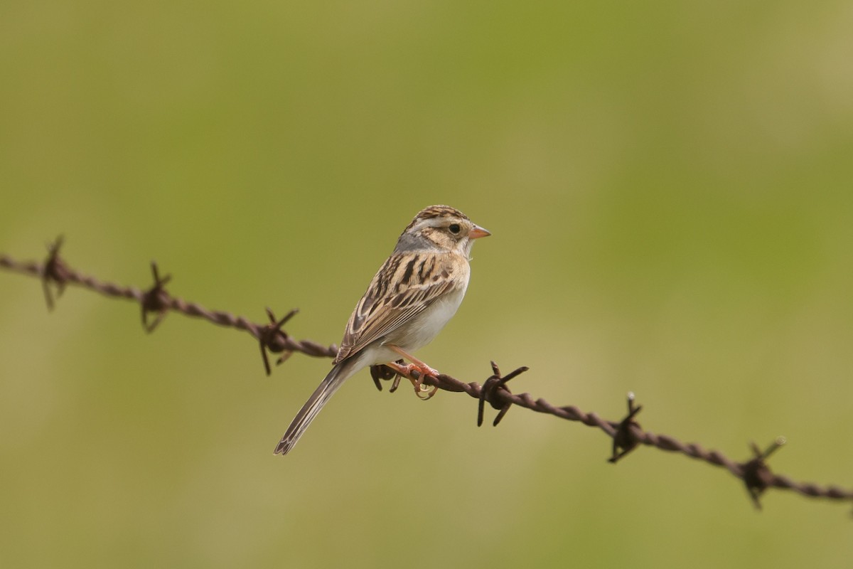 Clay-colored Sparrow - ML619820436