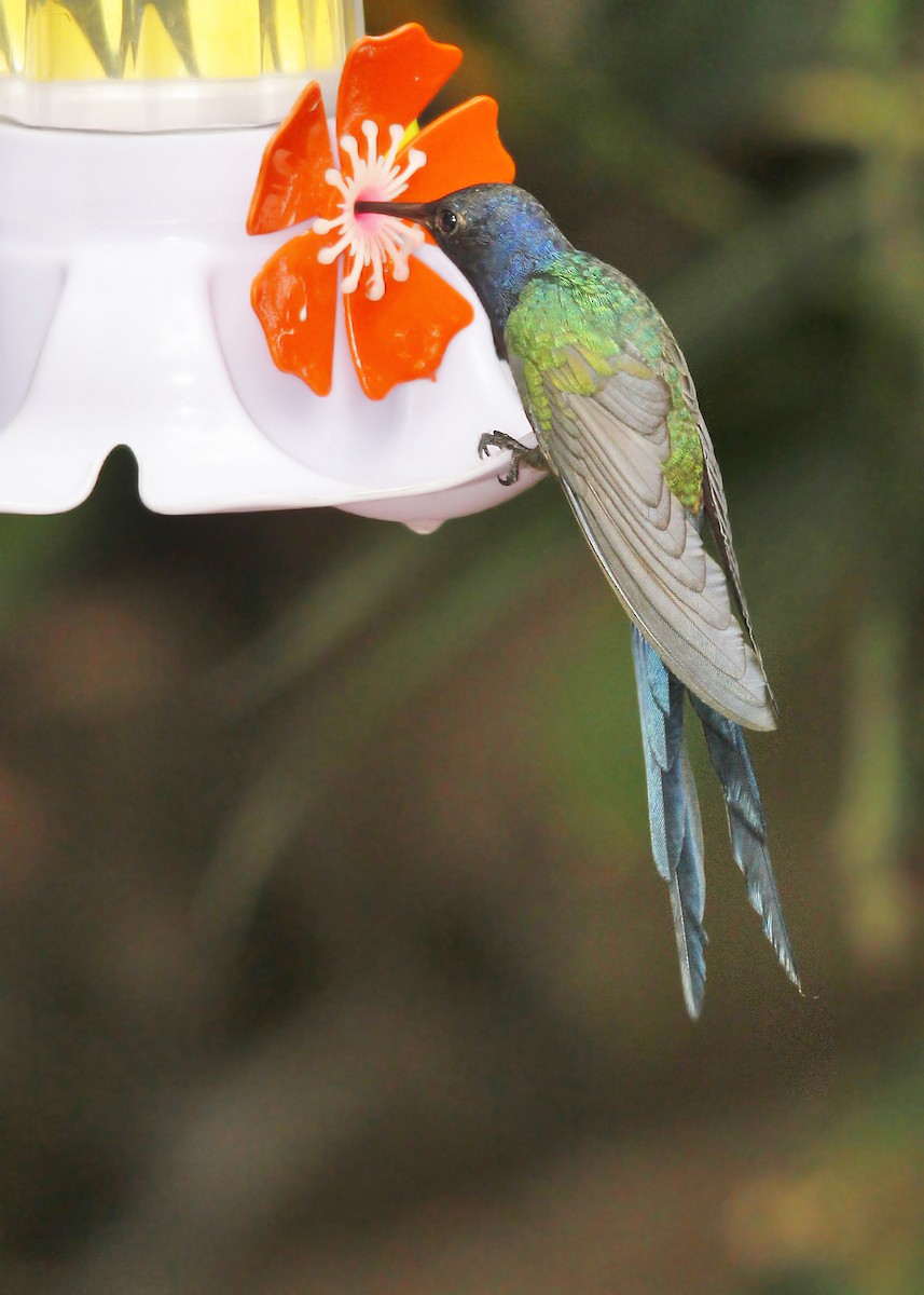 Swallow-tailed Hummingbird - ML619820438