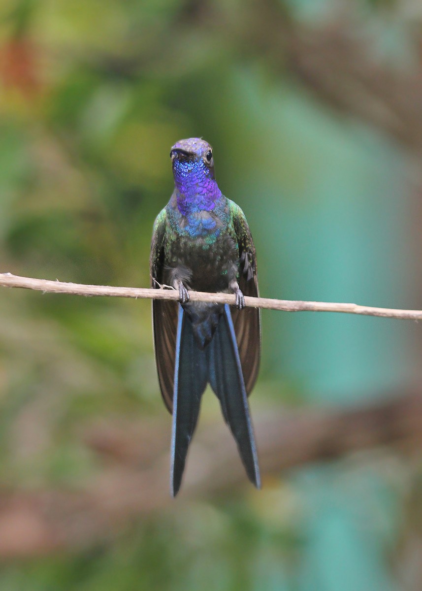 Swallow-tailed Hummingbird - ML619820439