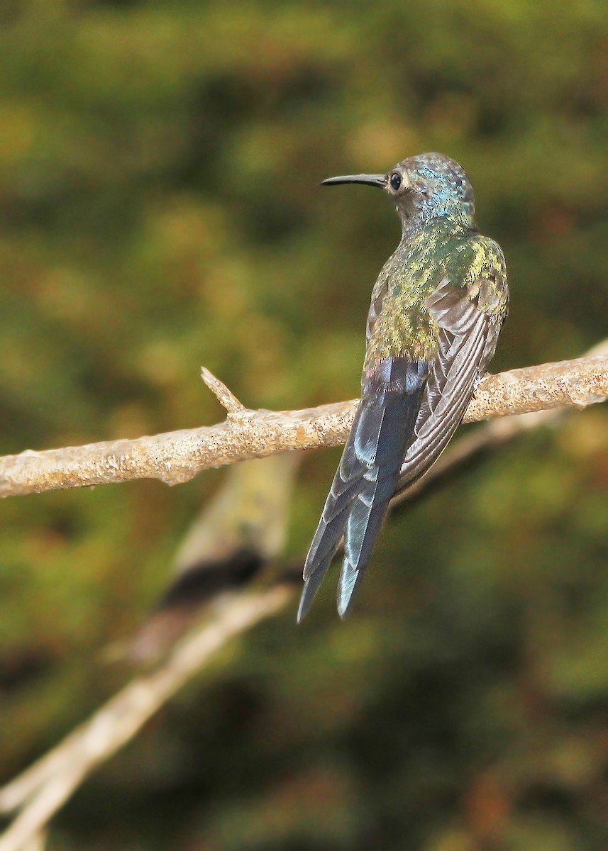 Swallow-tailed Hummingbird - ML619820441
