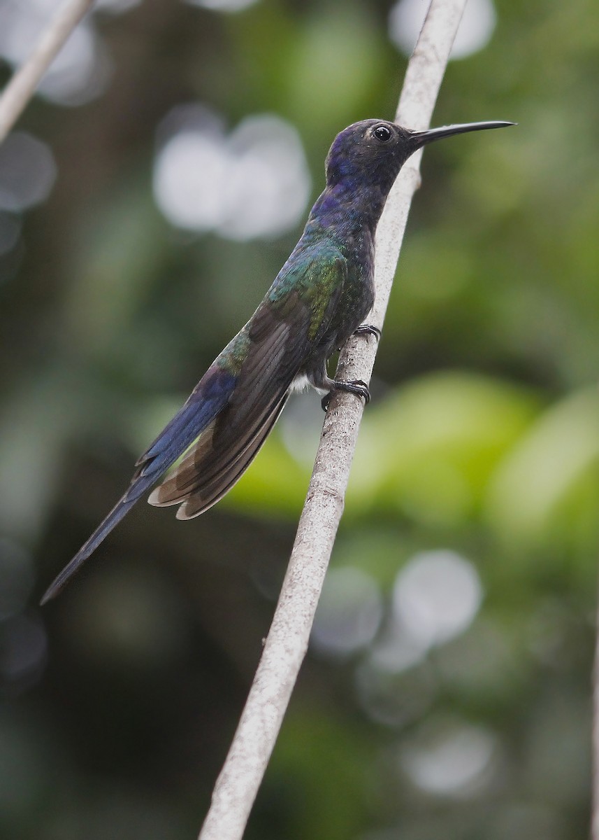 Swallow-tailed Hummingbird - ML619820442