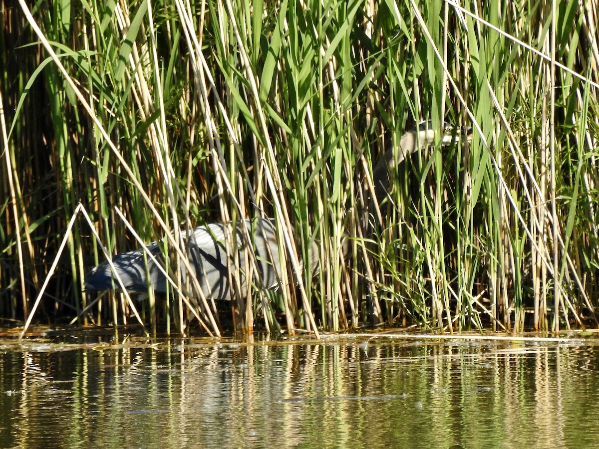 Great Blue Heron - ML619820446