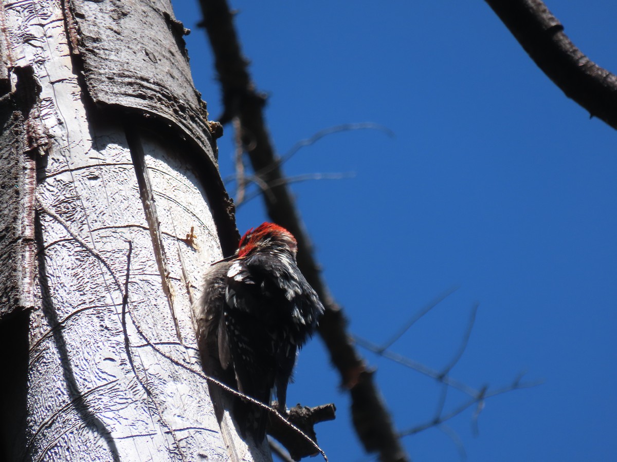 Red-breasted Sapsucker - ML619820447