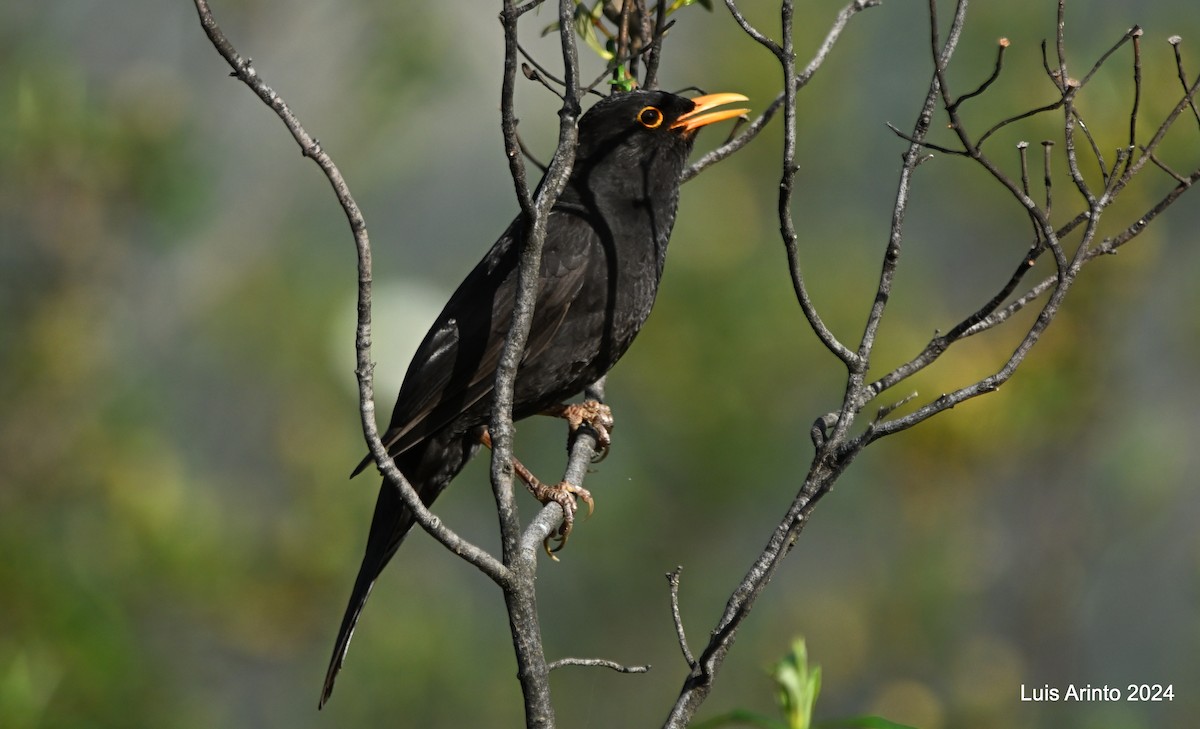 Eurasian Blackbird - ML619820460