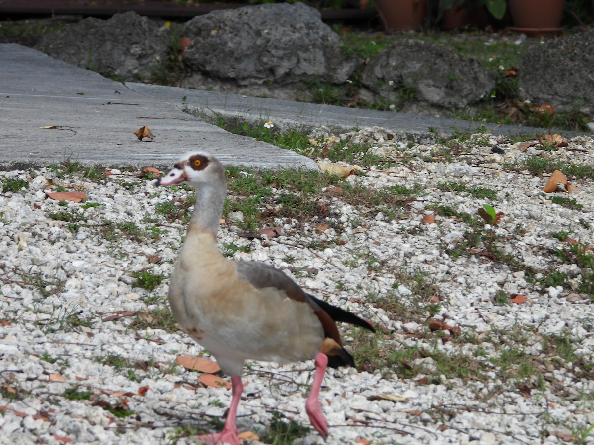 Egyptian Goose - ML619820462