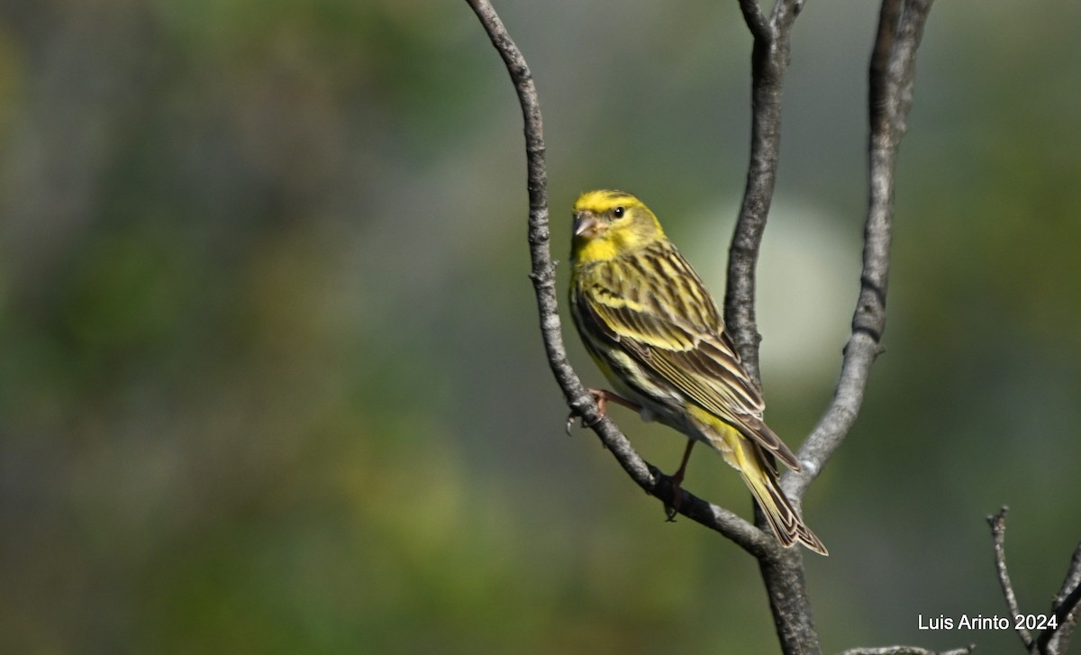 European Serin - ML619820465