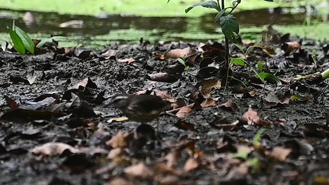 Louisiana Waterthrush - ML619820470