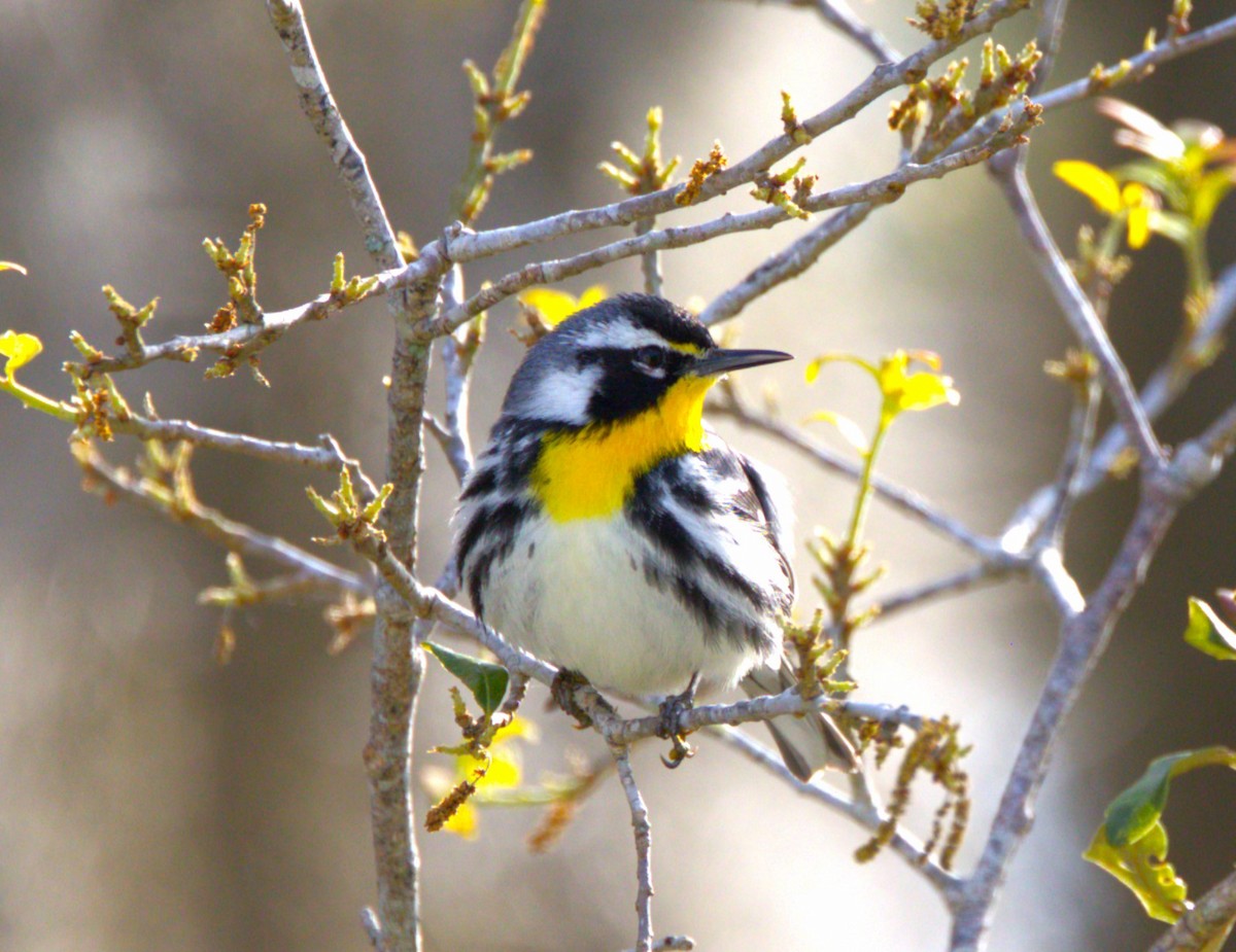 Yellow-throated Warbler - Jeff Potocsnak