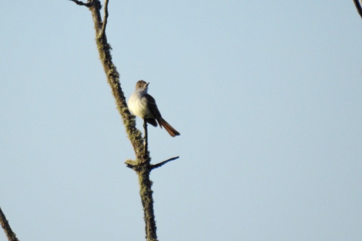 Ash-throated Flycatcher - ML619820487