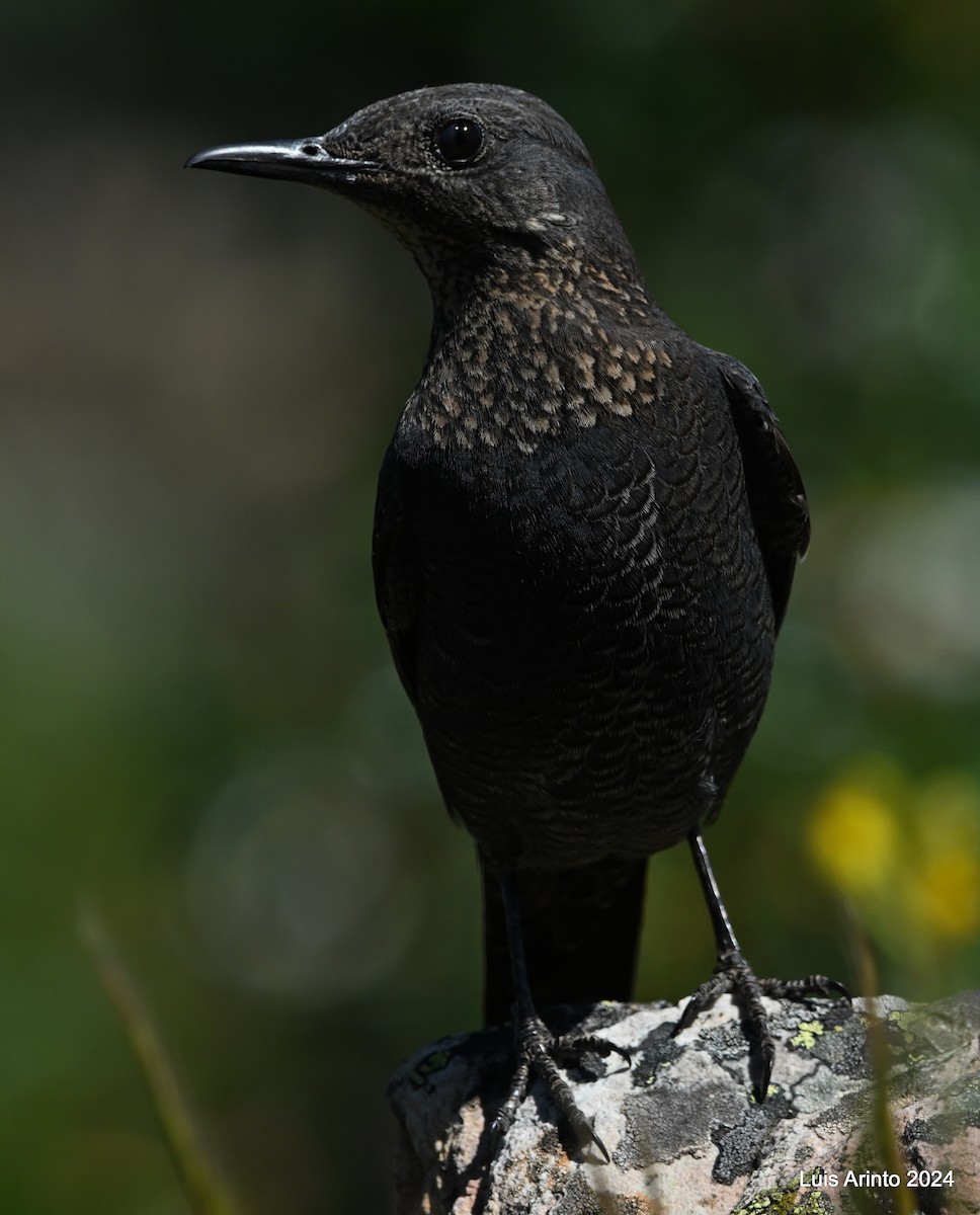 Blue Rock-Thrush - ML619820490