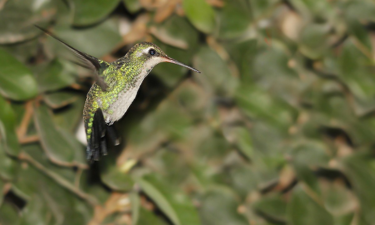 Glittering-bellied Emerald - ML619820495