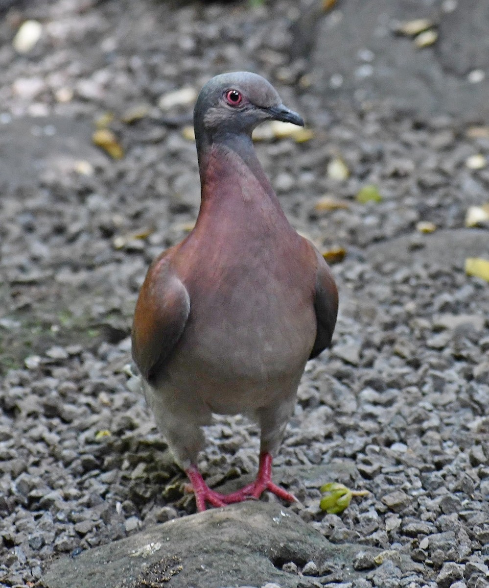Pale-vented Pigeon - ML619820512