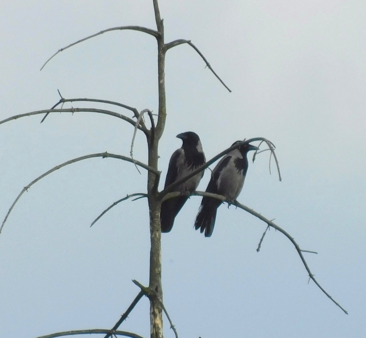 Саарал хэрээ - ML619820516