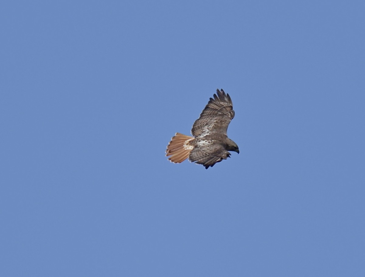 Red-tailed Hawk - ML619820523