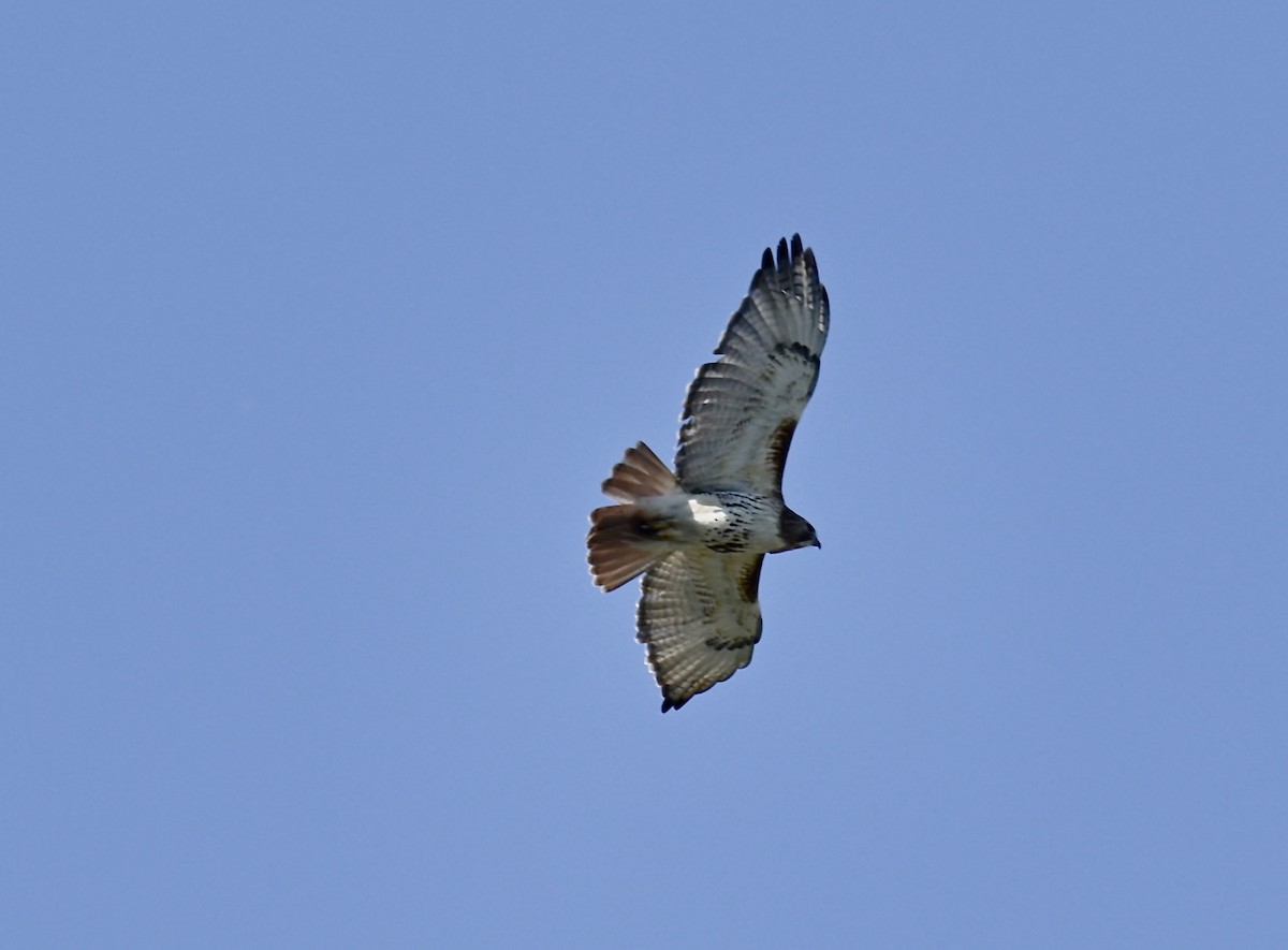 Red-tailed Hawk - ML619820526