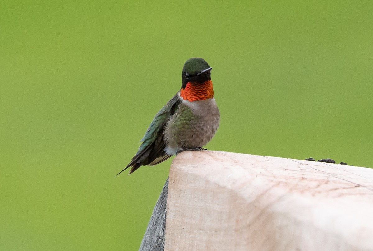 Ruby-throated Hummingbird - ML619820536