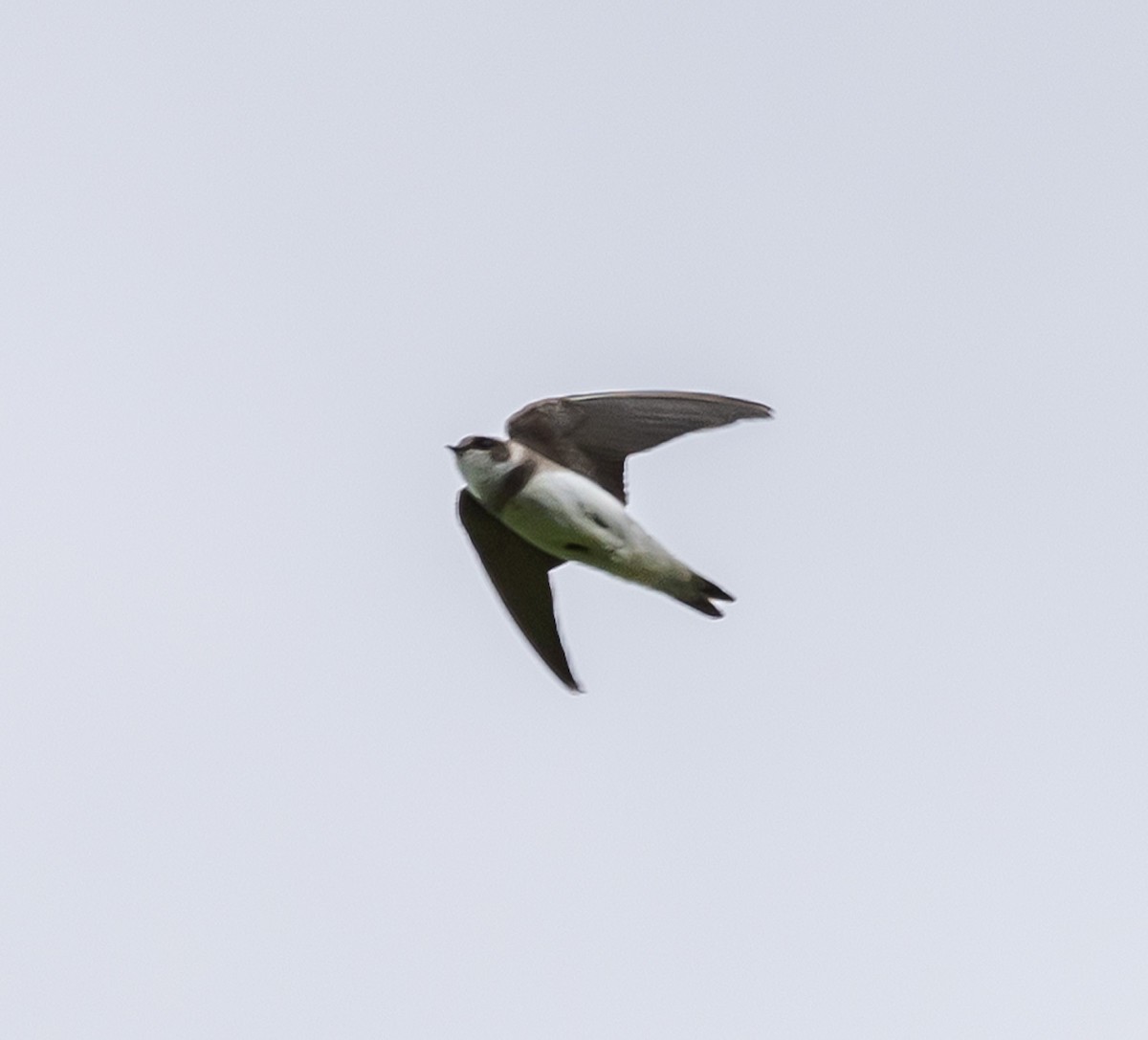 Bank Swallow - ML619820537